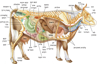 אצל הרמב"ם נשים וקדושה כן הולכים ביחד