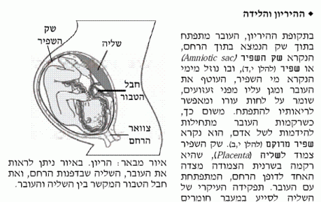 אצל הרמב"ם נשים וקדושה כן הולכים ביחד