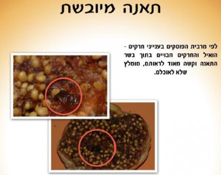 סדר ט"ו בשבט: הרבנות ממליצה לא לאכול תאנים