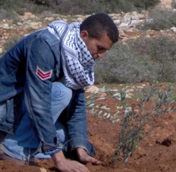 ערבים נטעו עצי זית בתוך שטח אש צה"לי פעיל