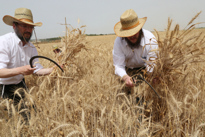 מגל זה: קוצרים חיטה לקמח עבור מצות עבודת יד