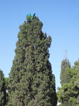 אחרי שמונה ימים: הר הבית שב ונפתח לכניסת יהודים