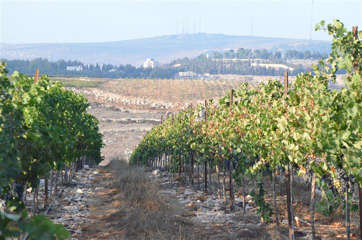 חגיגה בשומרון: 'חילול הכרם' ביקב שזוכה במדליות