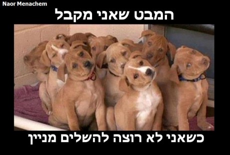 מצעד דוסים מצייצים: הממים הכי מצחיקים של הסרוגים