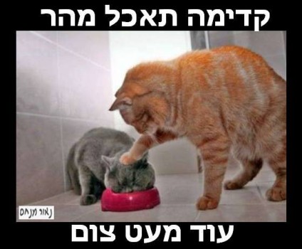 מצעד דוסים מצייצים 27: הממים האהובים ביותר השבוע