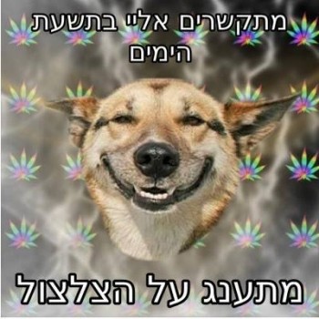מצעד דוסים מצייצים 30: הממים האהובים ביותר השבוע