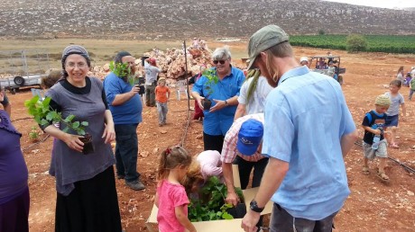 החברים נטעו 15 דונם בכרם של צביקי ומחכים לחנינה