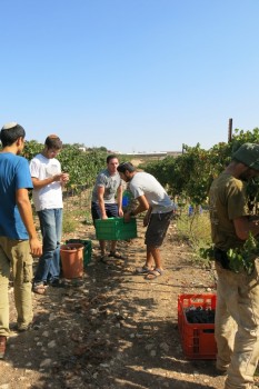 תורה עם מלאכה: תלמידי ישיבת איתמר מסייעים בבציר