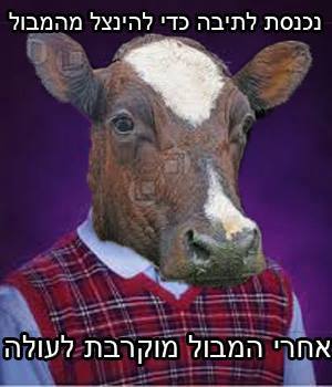 מצעד דוסים מצייצים 40: הממים האהובים ביותר השבוע