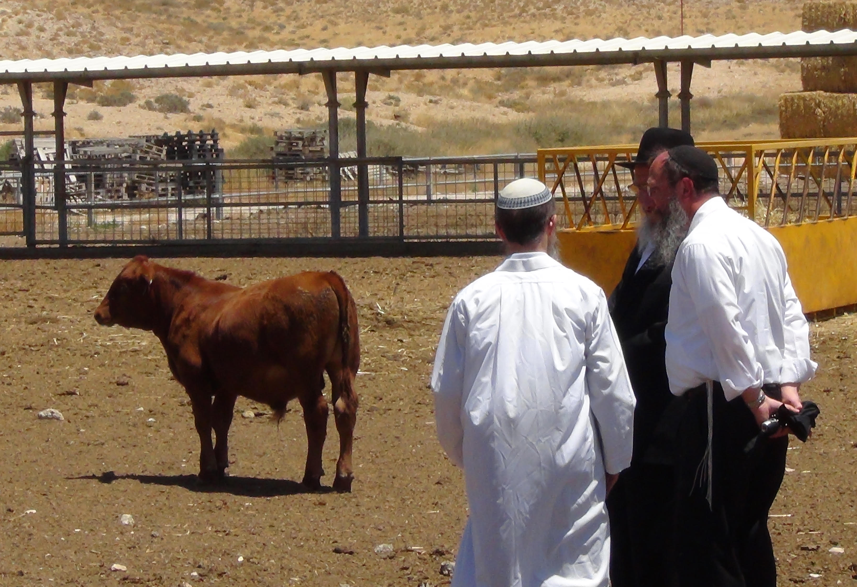 בדרך לגאולה: מדענים יוצרים פרה אדומה