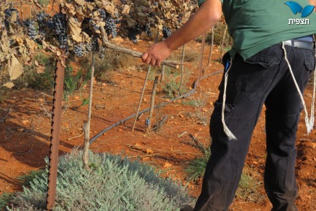 טרור חקלאי: כאלף גפנים הושחתו ונכרתו בגוש שילה