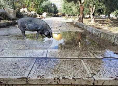 יוצר פוטושופ החזיר, לא יורחק מהר הבית
