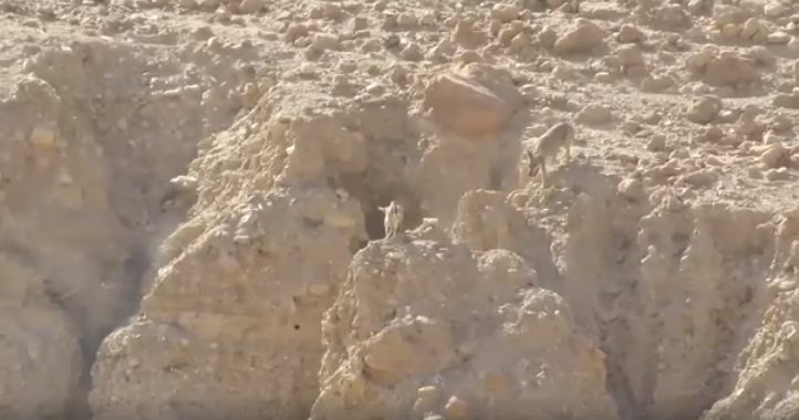 צפו: המרדף הנדיר במדבר יהודה שהפקח הספיק לתעד