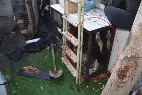 הסתכסך עם השוכר ושרף למוות עשרות תוכיים