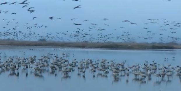 מרהיב: אגמון החולה שובר שיא חדש
