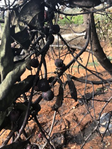מחבלים הציתו את מטעי הדובדבנים בגוש עציון