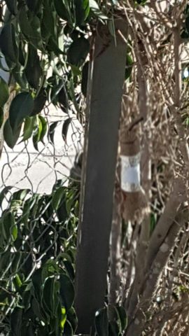 הטווח הוגדל: חמאס שיגר בלוני תבערה לשדרות