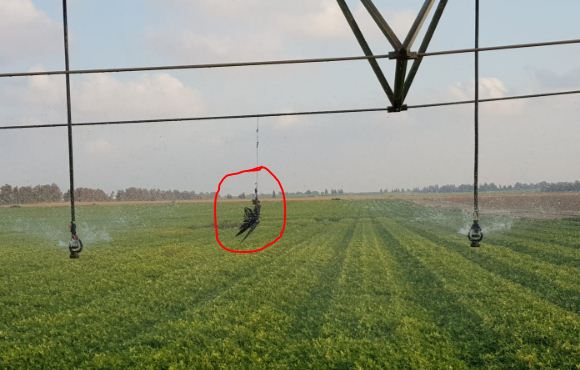 תיעוד: בז תבערה אותר במועצה האזורית אשכול