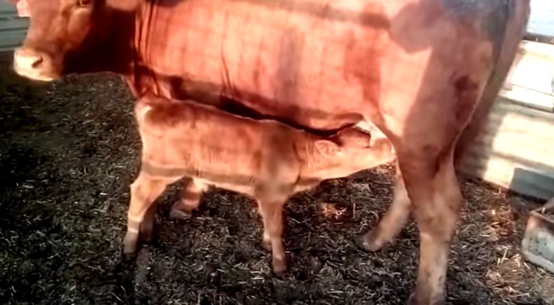 מכון המקדש מאשר: פרה אדומה נולדה בישראל. צפו
