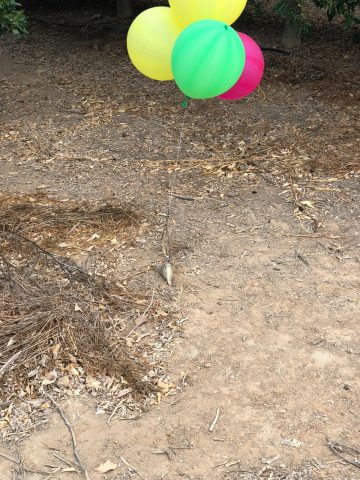 תיעוד:מתקפת בלוני תבערה על המועצה האזורית אשכול