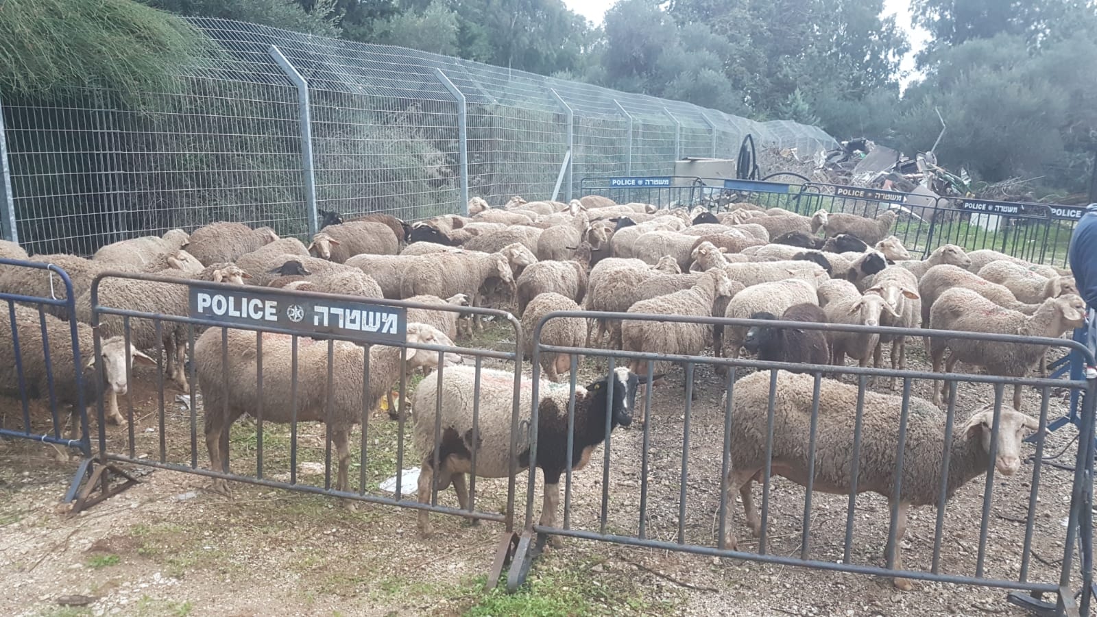 ערבים ניסו לגנוב 150 כבשים מתושב כפר סיטרין
