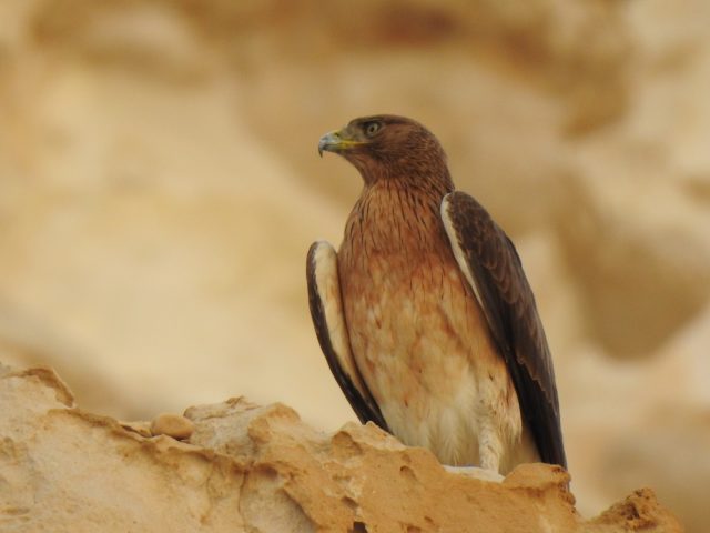 עיט ניצי – צילום יבגני קמינסקי רשות הטבע והגנים