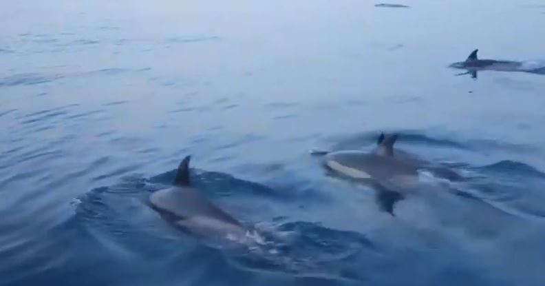 מרהיב: דולפינים הפתיעו את השיטור הימי באשדוד- צפו