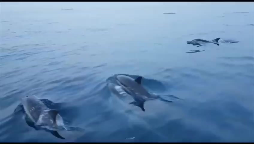 WhatsApp Video 2019-05-22 at 12.13.43