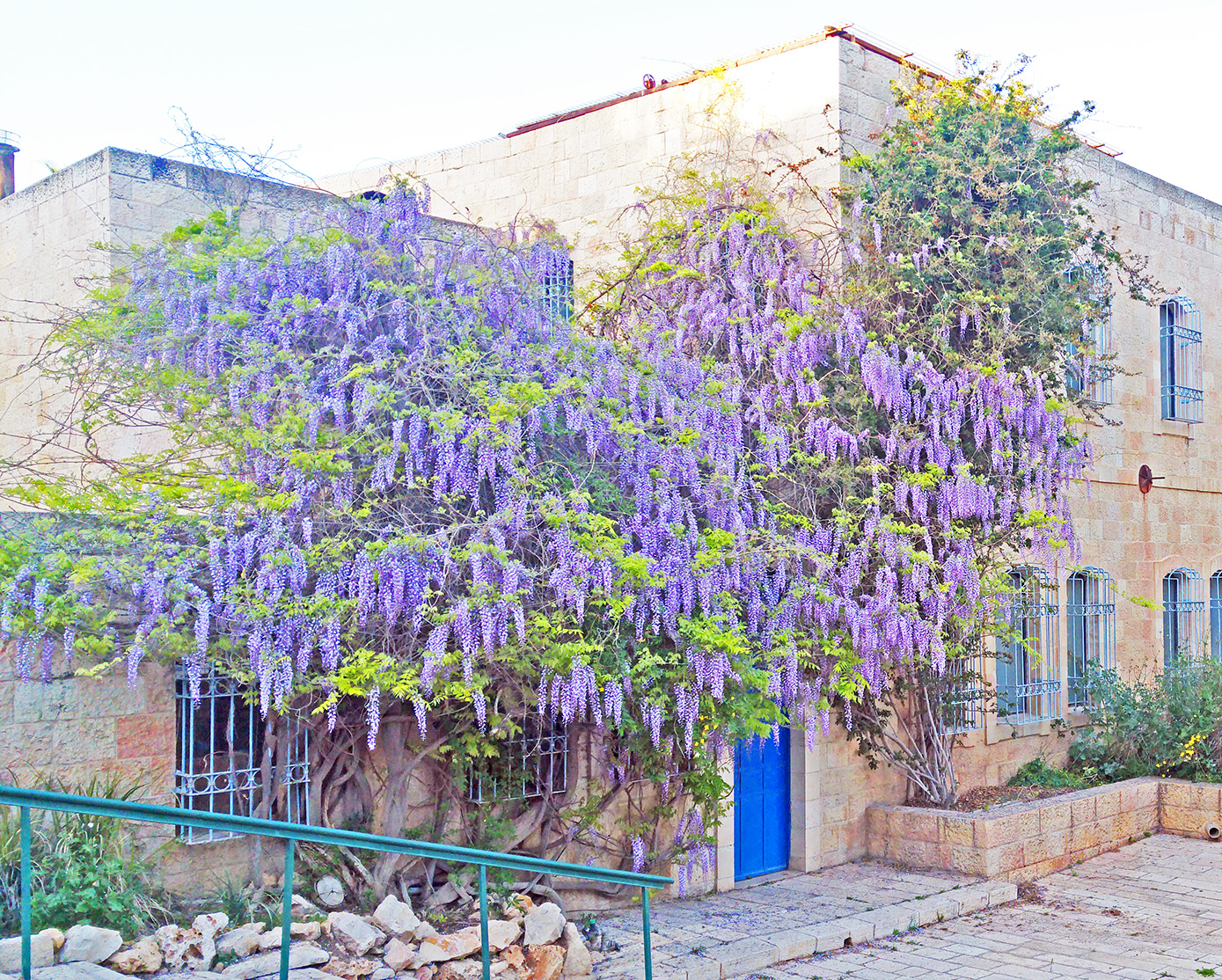 ירושלים: 3 ילדים הורעלו מאכילת פרי ויסטריה