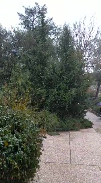 שלג מטה בנימין