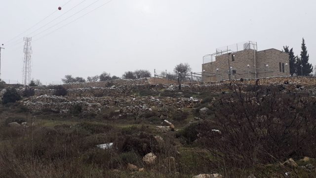 פתיתים לבנים בהר חברון (שמעון אסולין)