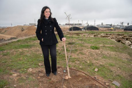 כך הולכים המועמדים: לפני הבחירות, יוצאים לנטיעות