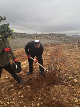 כך הולכים המועמדים: לפני הבחירות, יוצאים לנטיעות