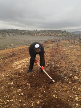 כך הולכים המועמדים: לפני הבחירות, יוצאים לנטיעות