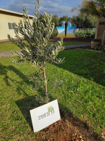 עץ הכיסופים (קרדיט: דוברות)