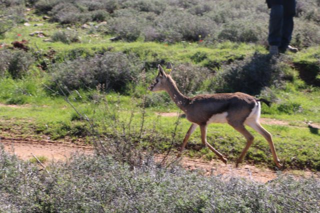 בזכות ערנותם של אזרחים ניצלו חייהם של שני צבאיים