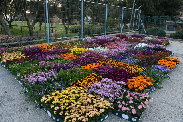 המשתלה מהדרום שכבשה את בתי החולים