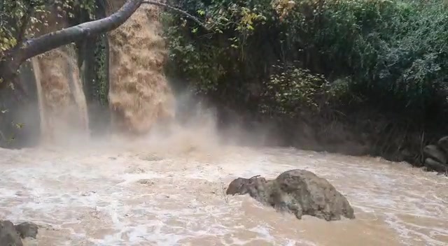 בניאס עופר שנער