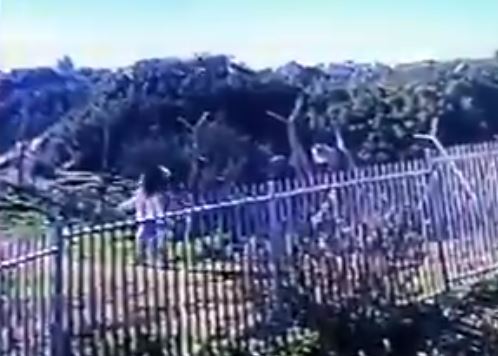 צפו: התיעוד האחרון של אסתר הורגן לפני הרצח
