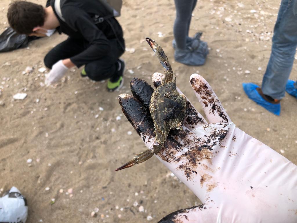 מקומם: צו איסור פרסום על חקירת האסון האקולוגי