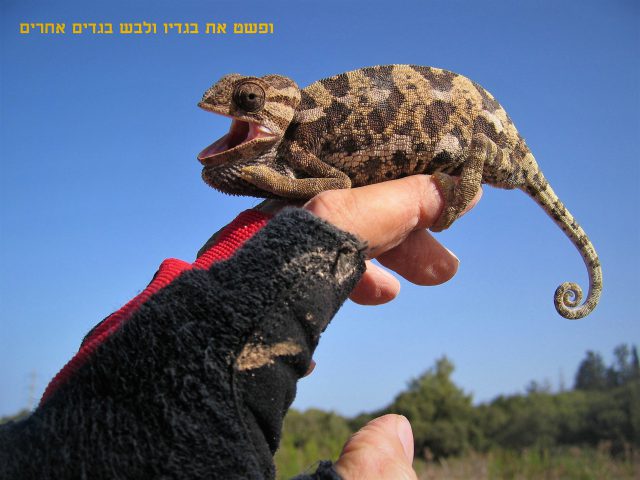 חומש מזווית אחרת: ספר ויקרא בתמונות