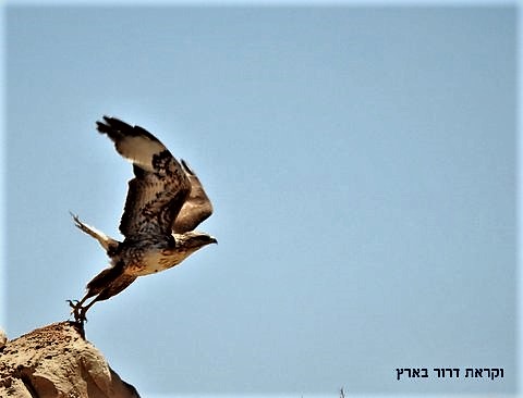 חומש מזווית אחרת: ספר ויקרא בתמונות