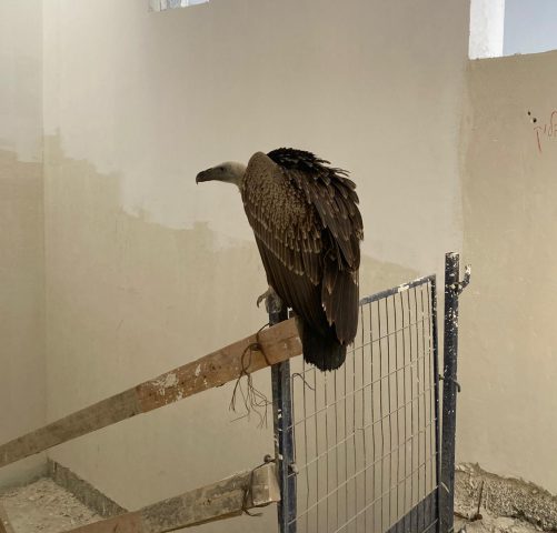 הנשר הדרומי בבניין היום