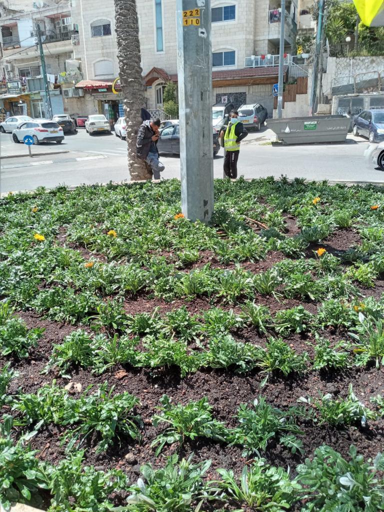 עיריית ירושלים במבצע שתילה לפני שנת השמיטה