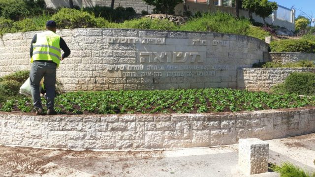 עיריית ירושלים במבצע שתילה לפני שנת השמיטה
