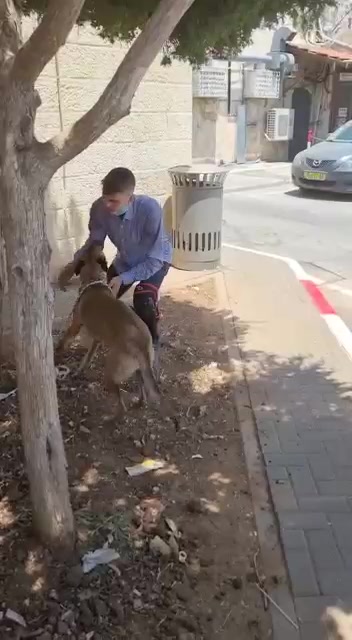 גסי חוזרת הביתה