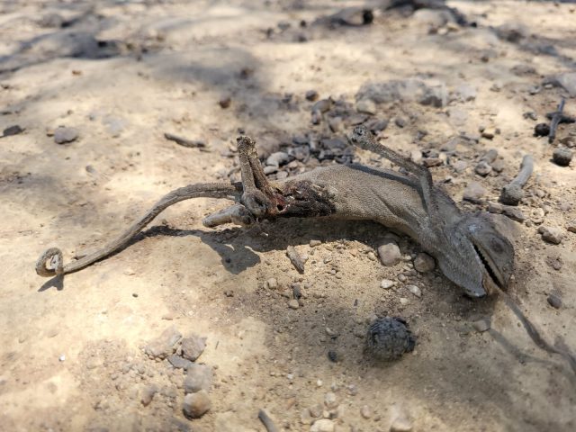 בעלי החיים שמשלמים את מחיר השריפה: פגר זיקית שנמצא בשטח בשמורת הר טייסים.