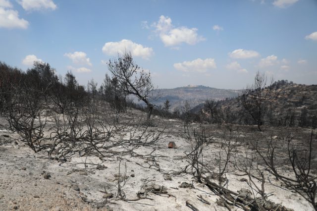 6,000 דונם נשרפו: הנזקים לטבע בהרי ירושלים | צפו