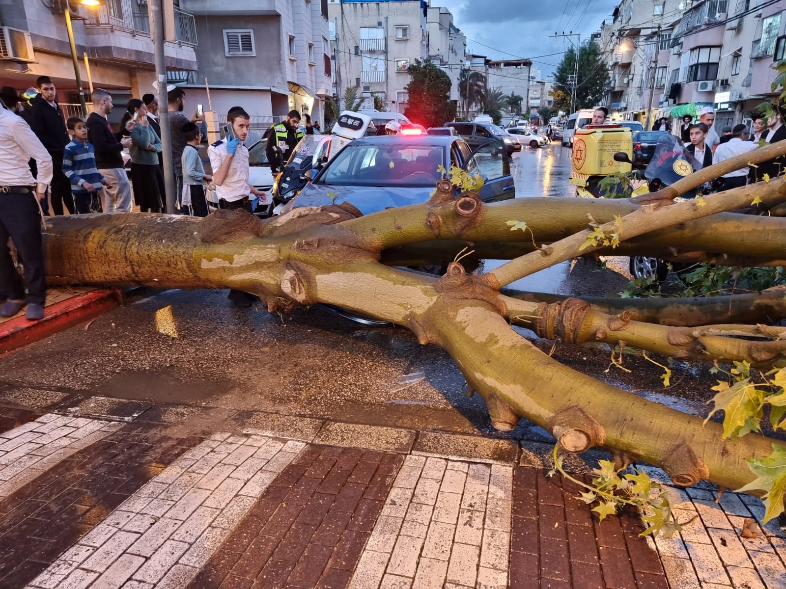 בני ברק: עץ קרס על רכב; הנהג ניצל בנס |צפו בתיעוד