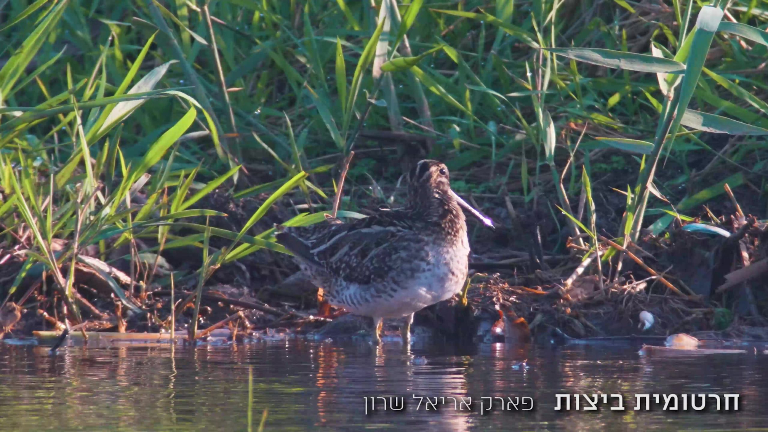 חרטומית הביצות בפארק אריאל שרון